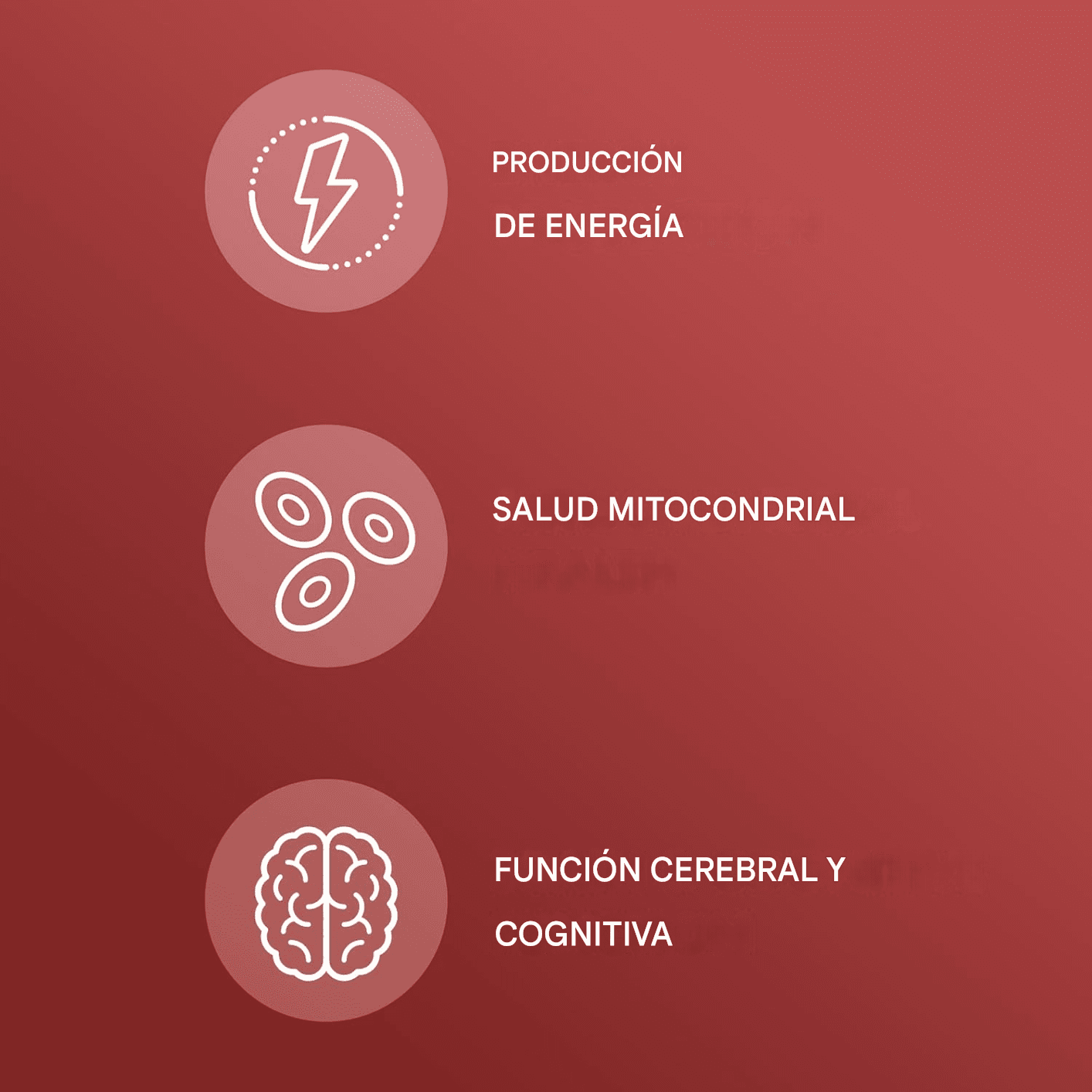 Complejo de Carnitina 1000 mg 60 cápsulas Dr. Mercola – Biogate Argentina
